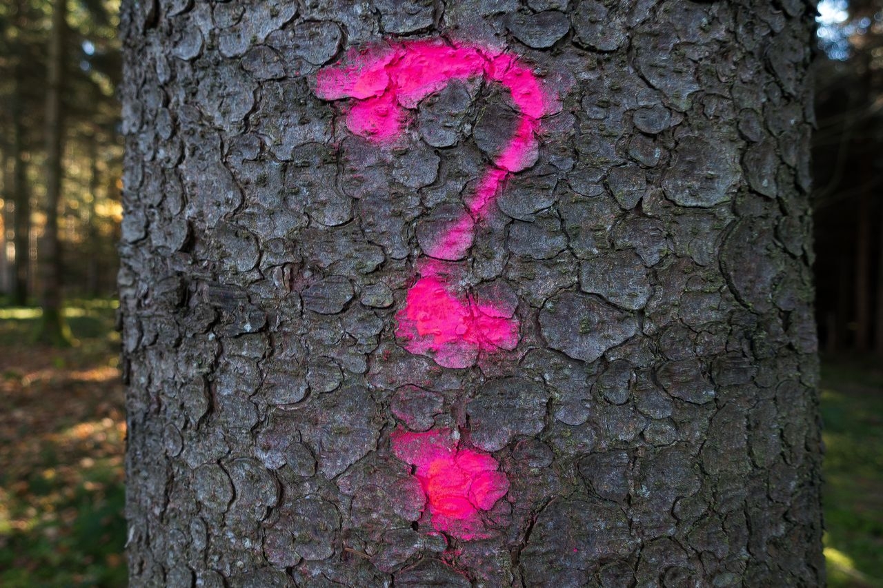 Oznaczenia na drzewach